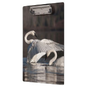 愛する白鳥 クリップボード (左)