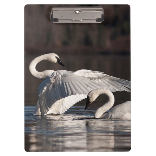 愛する白鳥 クリップボード (正面)