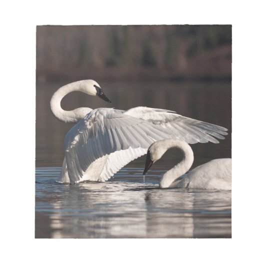 愛する白鳥 ノートパッド (正面)