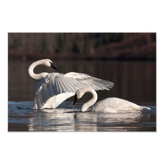 愛する白鳥 フォトプリント            (正面)