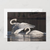 愛する白鳥 ポストカード (正面/裏面)