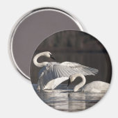 愛する白鳥 マグネット (正面/裏面)