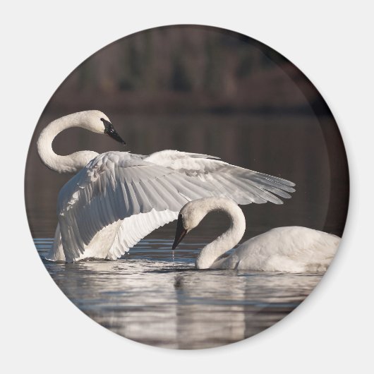 愛する白鳥 マグネット (正面)