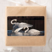 愛する白鳥 ラベル (インサイチュ)