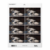 愛する白鳥 ラベル (フルシート)