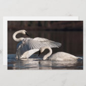 愛する白鳥 便箋 (正面/裏面)