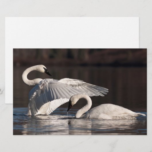 愛する白鳥 便箋 (正面/裏面)