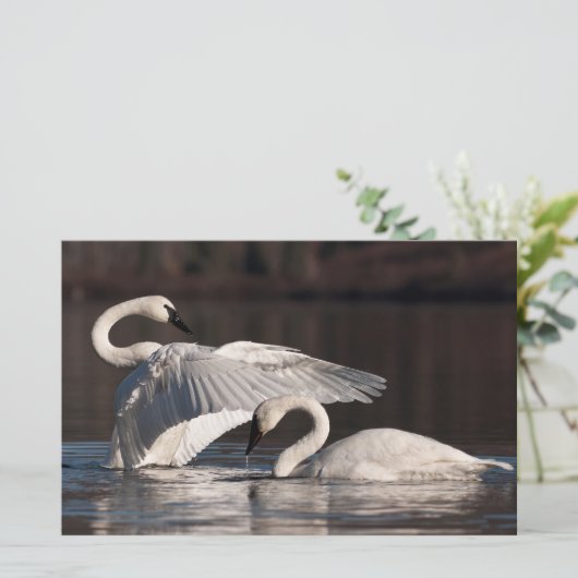 愛する白鳥 便箋 (スタンド正面)