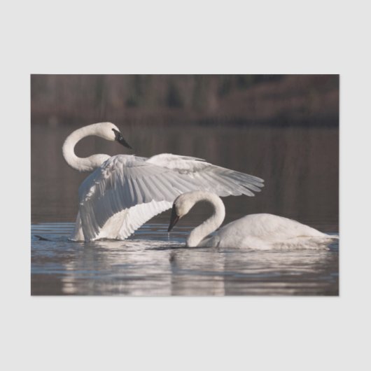 愛する白鳥 薄葉紙 (正面)