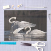 愛する白鳥 薄葉紙 (クラフト)