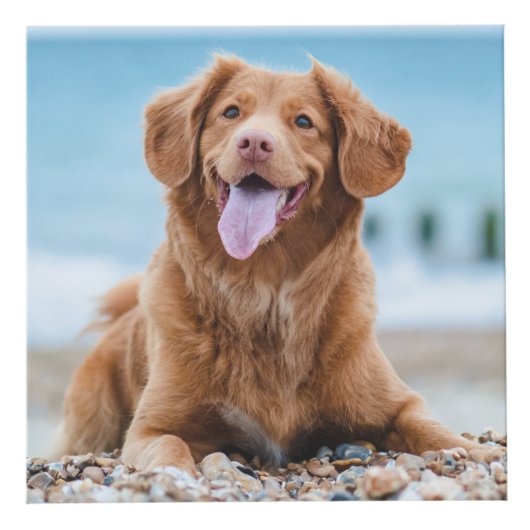 愛する記憶でペットの損失ギフトペット記念写真 フォトキューブ (正面)