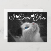 愛する青い目の猫の写真 ポストカード (正面/裏面)