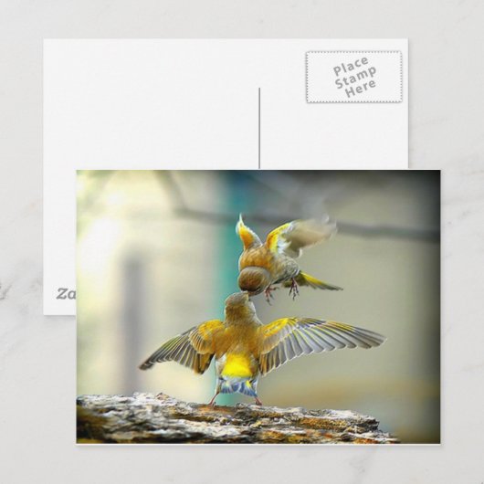 愛する鳥 ポストカード (正面/裏面)