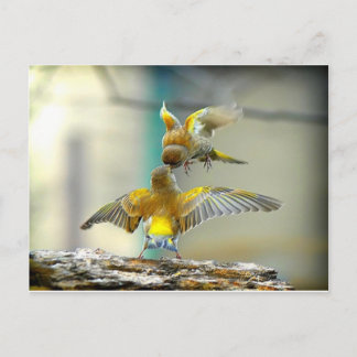 愛する鳥 ポストカード