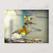 愛する鳥 ポストカード (正面)