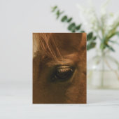 愛に満ちた馬の瞳 ポストカード (スタンド正面)