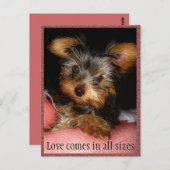 愛のサイズヨークシャーテリア ポストカード (正面/裏面)