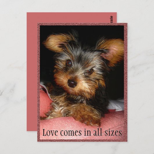 愛のサイズヨークシャーテリア ポストカード (正面/裏面)