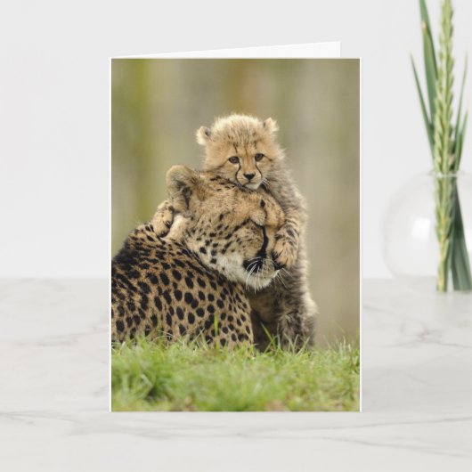 『愛のママ』 シーズンカード (正面)