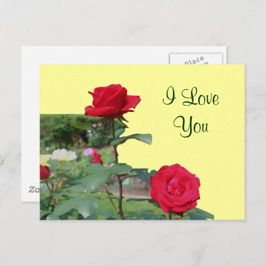 愛のメッセージ 赤いバラの花の写真ポストカード ポストカード (正面/裏面)