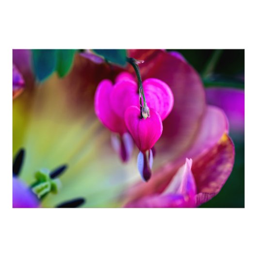 愛の告白 フォトプリント            (正面)