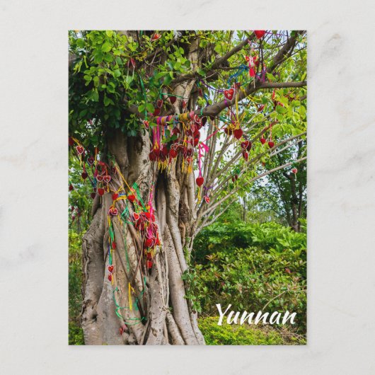 愛の木、Zhonghe – 雲南省、中国 ポストカード (正面)