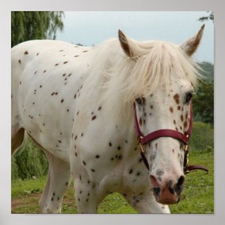 愛の白馬 ポスター