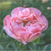 愛の芍薬 - ソフトピンクの花 シール (正面)