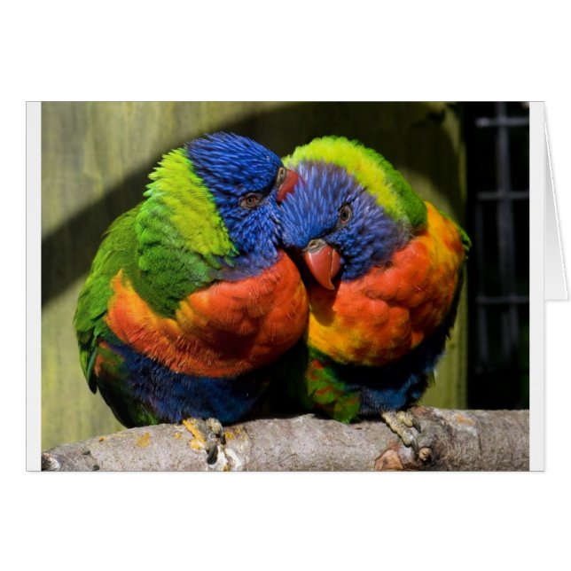 愛のLorikeets (正面横)