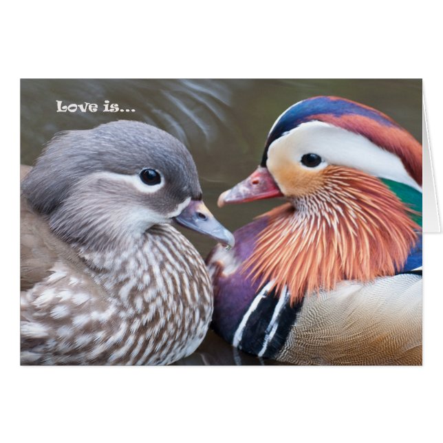 愛はあります… マンダリン (正面横)