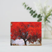 愛は空気中にある 赤い秋の木 ポストカード (スタンド正面)
