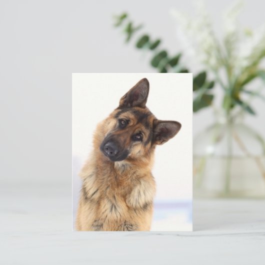 愛らしいおもしろいドイツの羊飼いポートレート ポストカード (スタンド正面)