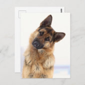 愛らしいおもしろいドイツの羊飼いポートレート ポストカード (正面/裏面)