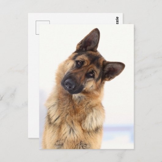 愛らしいおもしろいドイツの羊飼いポートレート ポストカード (正面/裏面)