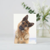 愛らしいおもしろいドイツの羊飼いポートレート ポストカード (スタンド正面)