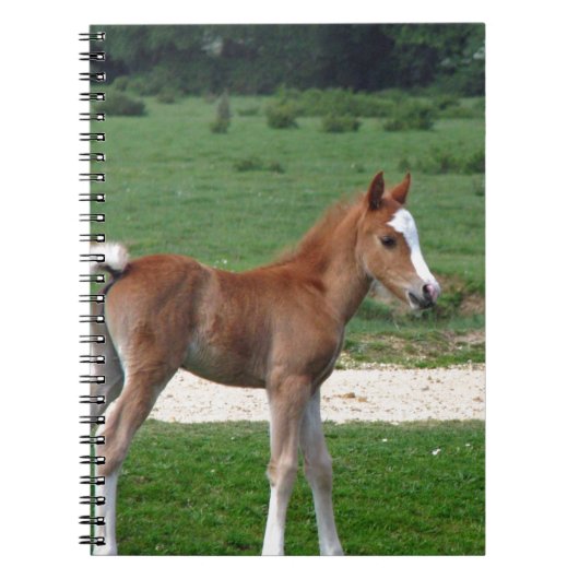 愛らしいかわいいベビーの子馬の運命のギフトの春 ノートブック (正面)