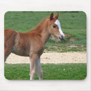 愛らしいかわいいベビーの子馬の運命のギフトの春 マウスパッド