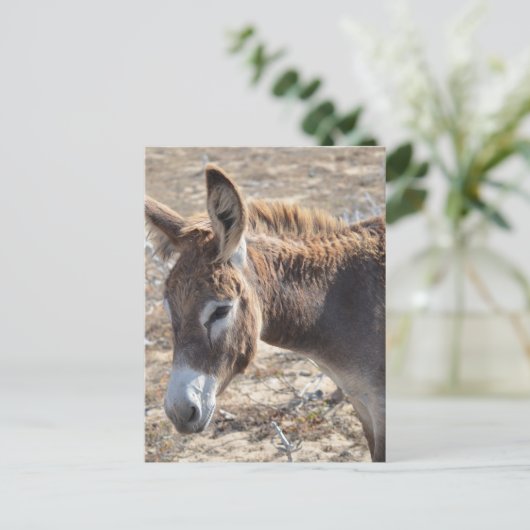 愛らしいろば ポストカード (スタンド正面)