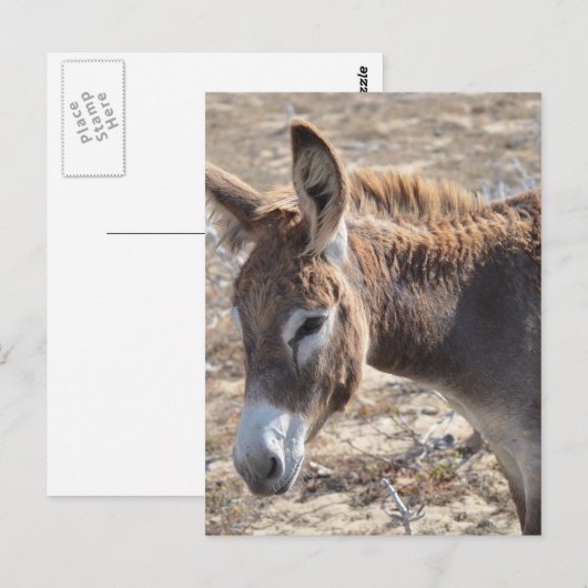 愛らしいろば ポストカード (正面/裏面)