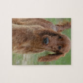 愛らしいアイリッシュセッター ジグソーパズル (横)