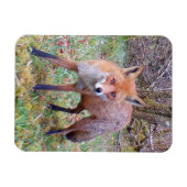 愛らしいアカギツネの肖像画 自然 野生動物 アート マグネット (横)