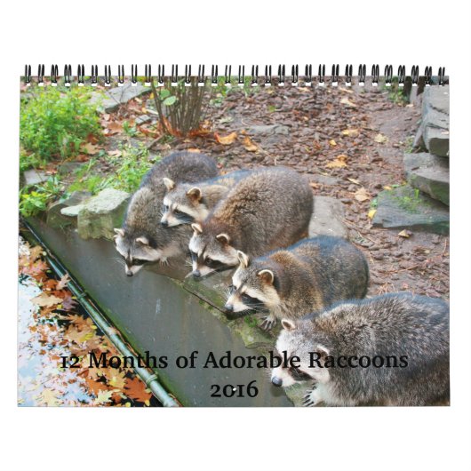 愛らしいアライグマのカレンダー2016年の12か月 カレンダー (カバー)