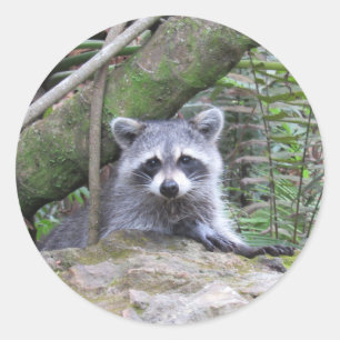 愛らしいアライグマのステッカー ラウンドシール