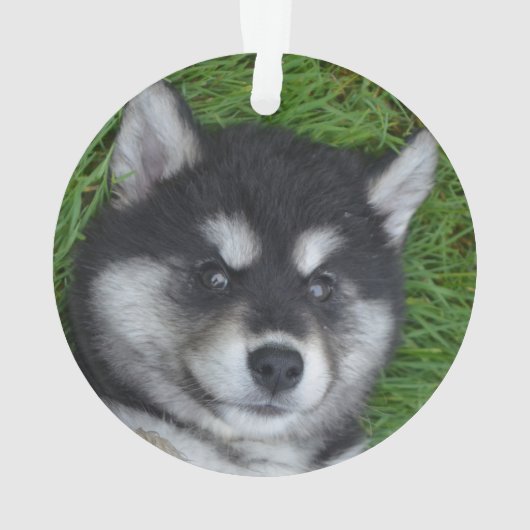 愛らしいアルスキーの子犬 オーナメント (裏面)