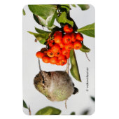 愛らしいアンナのハミングバードオンベリーブッシュ マグネット (縦)