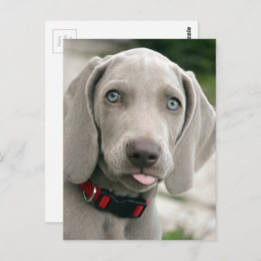 愛らしいウェイマラナーの子犬 ポストカード (正面/裏面)