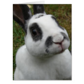 愛らしいウサギ空白のの内側すべての行事カード (正面)