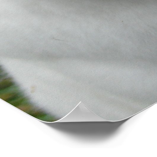 愛らしいウサギ ポスター (角)