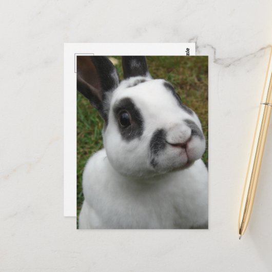 愛らしいウサギ ポストカード (正面/裏面インサイチュ)