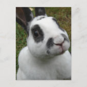 愛らしいウサギ ポストカード (正面)